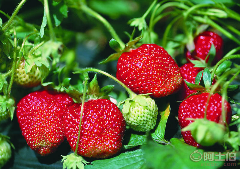 新乡市俊彬有机蔬果种植专业合作社 采摘体验与优质产品一站式服务