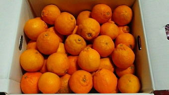 日本蔬菜代购指南 价格、二手市场与选购技巧