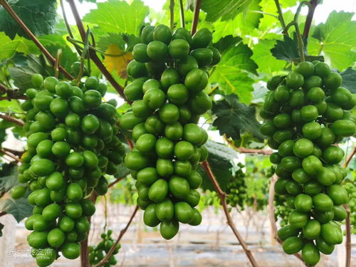 海南热带水果采购指南 如何寻找声誉良好的热带水果厂家及产品图片